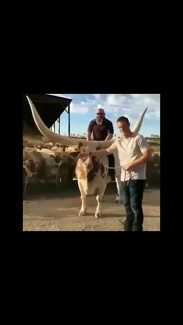 Wow 😳 Amazing bull 🐂#Shorts #ytshorts #UbertainmentFun #Dogs #Animals #Fun