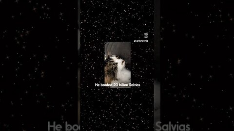 My Cat Ozzy Reads A Salvia Trip Report ❤️😻☺️ #cats #catmemes #ytshorts