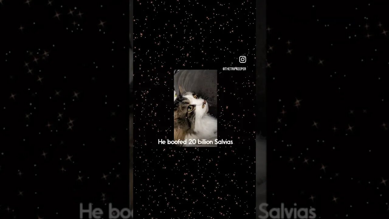 My Cat Ozzy Reads A Salvia Trip Report ❤️😻☺️ #cats #catmemes #ytshorts