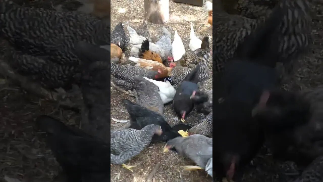 Macaroni and cheese inhaled by hens. #chickens #macaroni