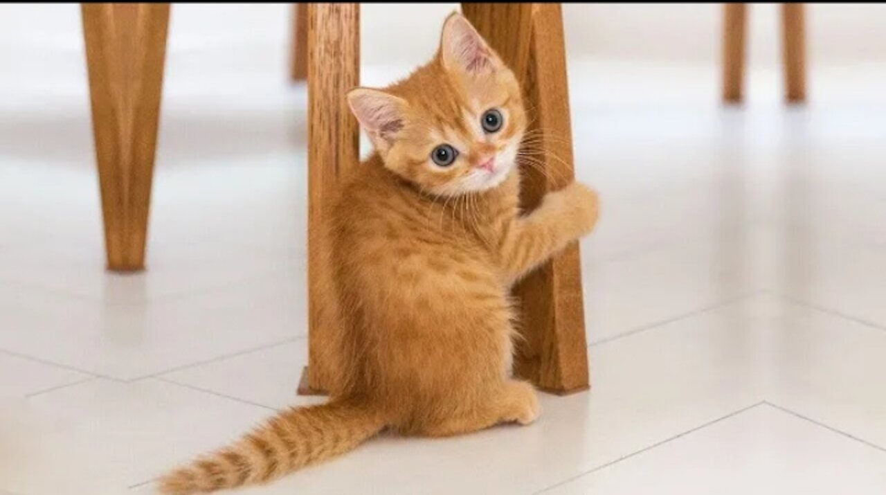 Funny Cats Video Compilation 2021 || cute cat video || cat funny video