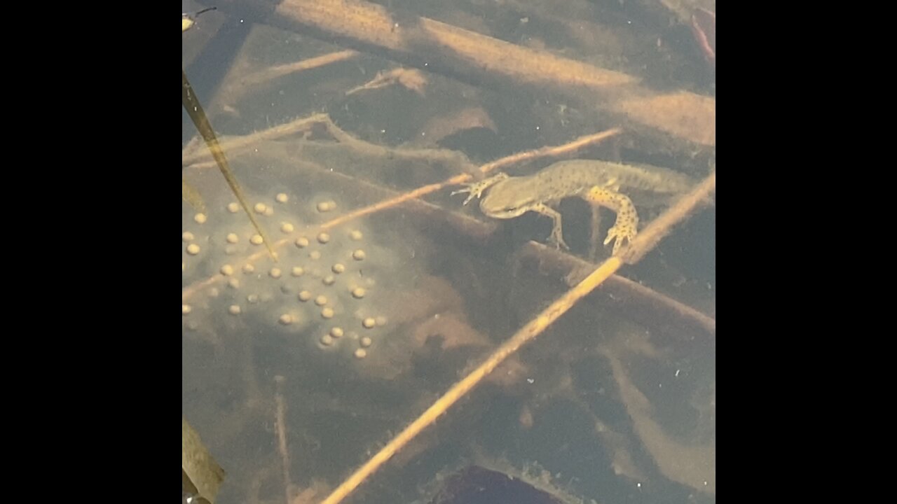 Newts in a pond in Hoosier National Forest