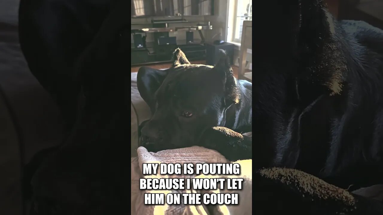 Cute Dog Upset He Can't Get On Couch #shorts #funnydogs #dog