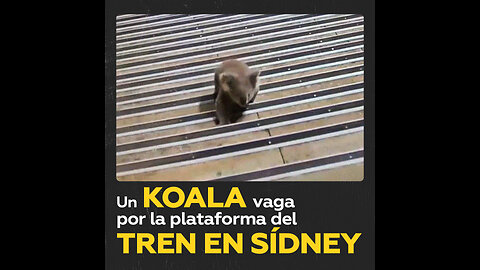 Koala provoca una divertida persecución policial en estación de tren en Sídney