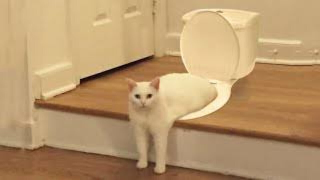 Cats are unstoppable! Compilation of funny videos with cats for a good mood!