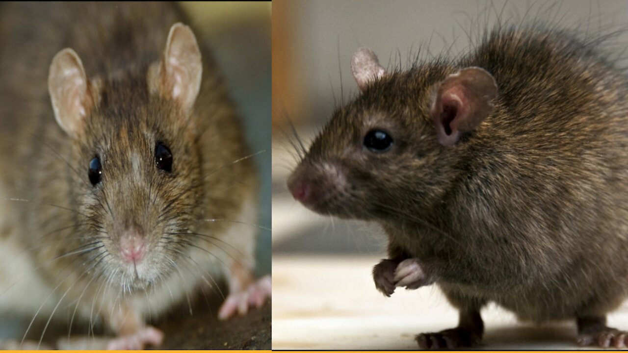 Rats facing trouble locked in a wheel