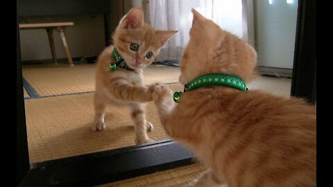 Funny Cats ✪ Cute and Baby Cats Videos