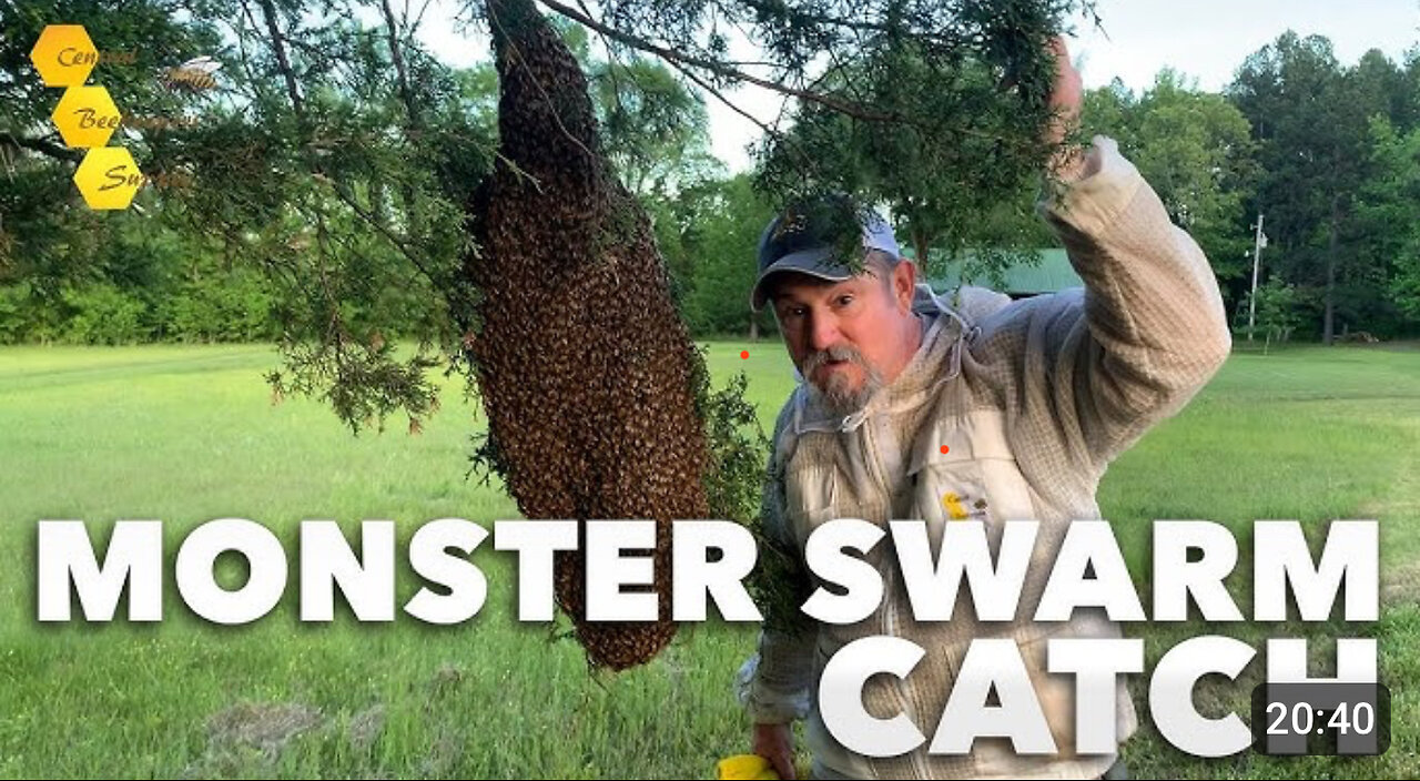 "The Biggest Swarm I've Ever Caught!" - [HUGE swarm catch in beekeeper's backyard] (10lbs of bees!)