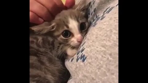 PLAYING CAT VIDEO MEAWWW