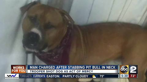 Man charged after stabbing pit bull in neck