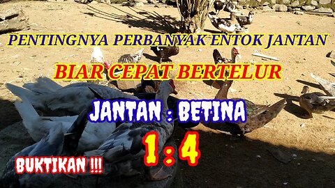 PENTINGNYA PERBANYAK ENTOK JANTAN DAN KEUNGGULANNYA DALAM SISTEM UMBARAN #ternakentok