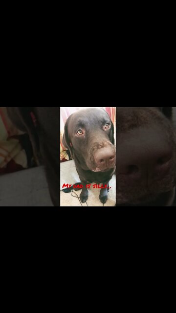 #Labrador is waiting on me. #shorts #shortsvideo