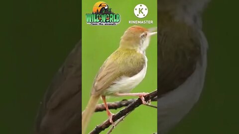 #birds