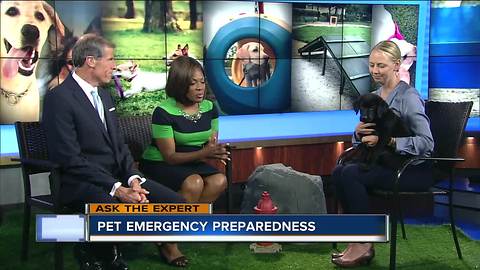 Ask the Expert: Pet emergency preparedness