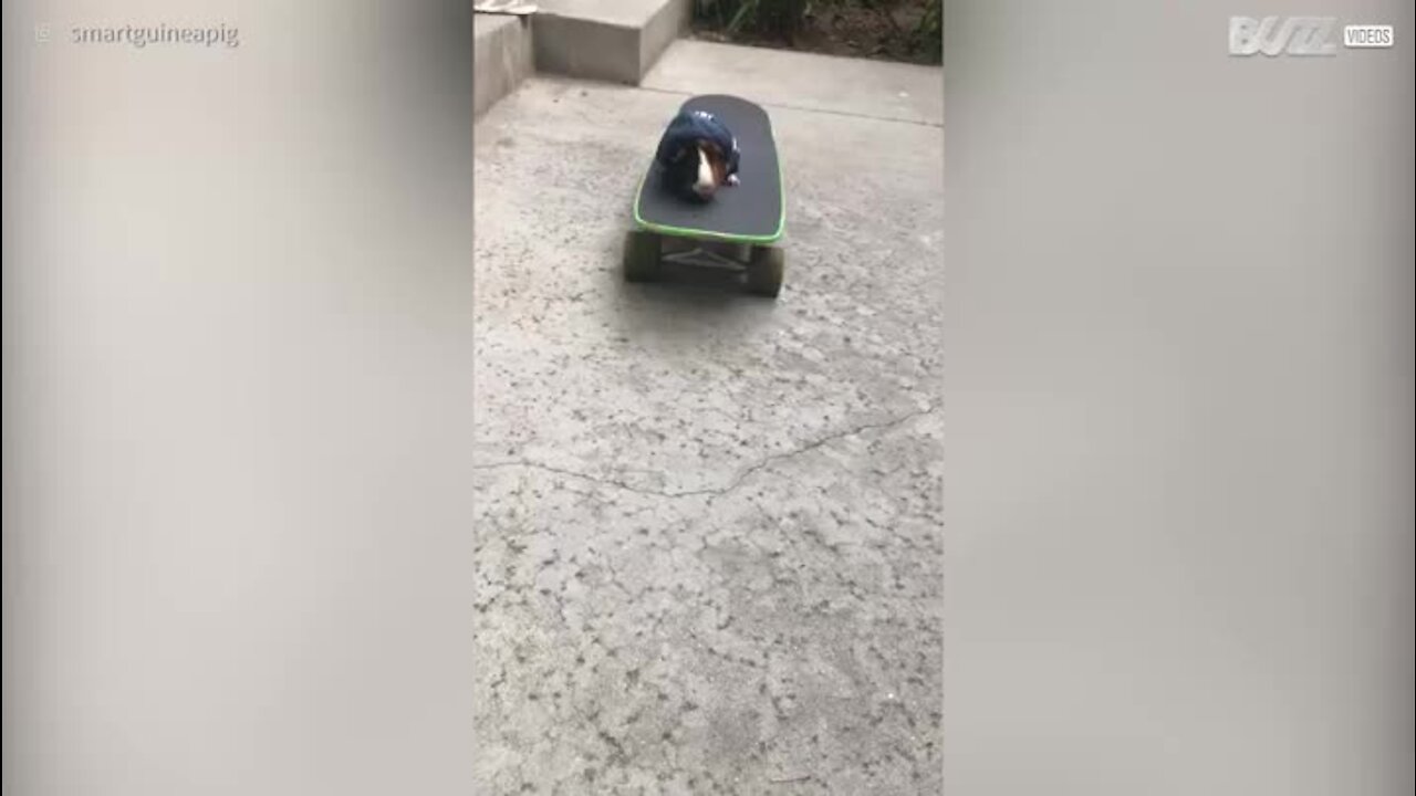 Ce cochon d'Inde est très à l'aise sur le skateboard