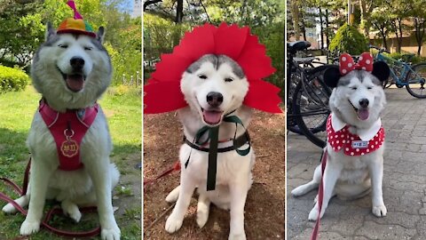 Happy Guy Happy Dog Song - Husky Edition