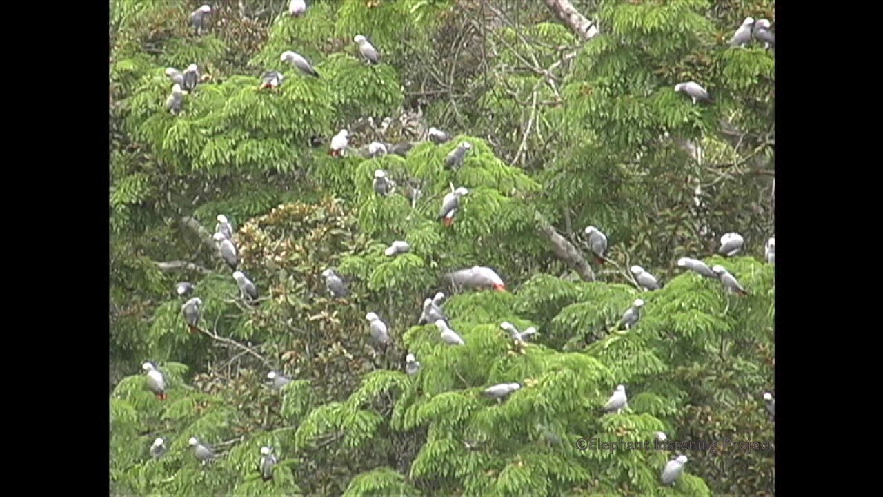 African Grey Parrots At The Bai