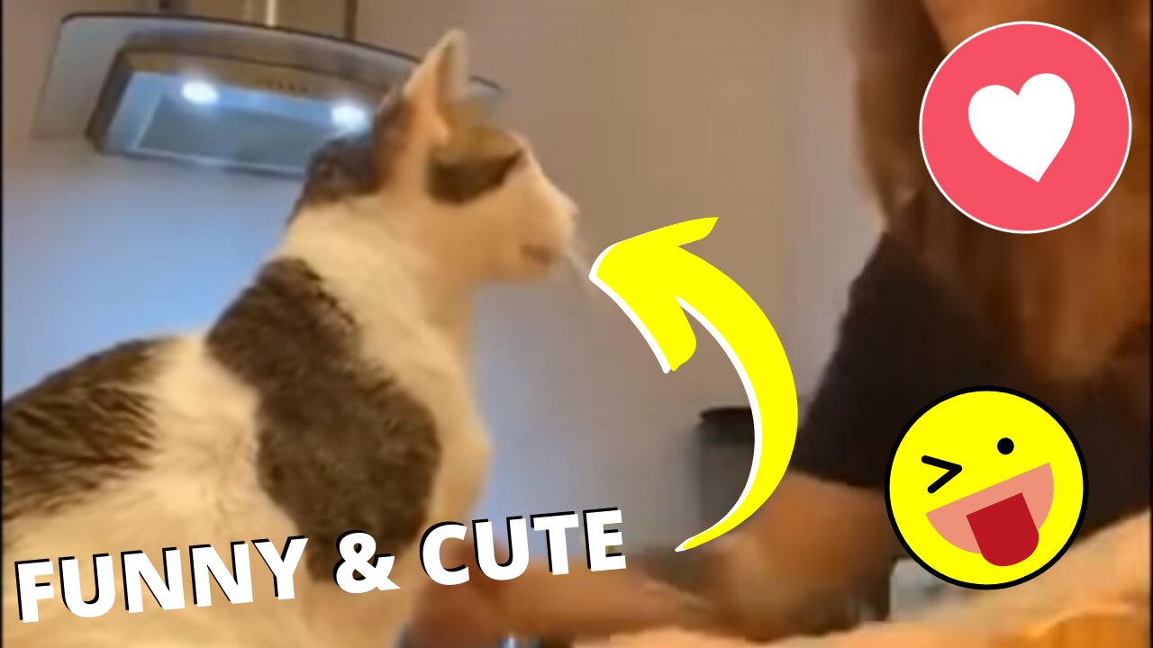 Funny and Cute Pet's Life #046