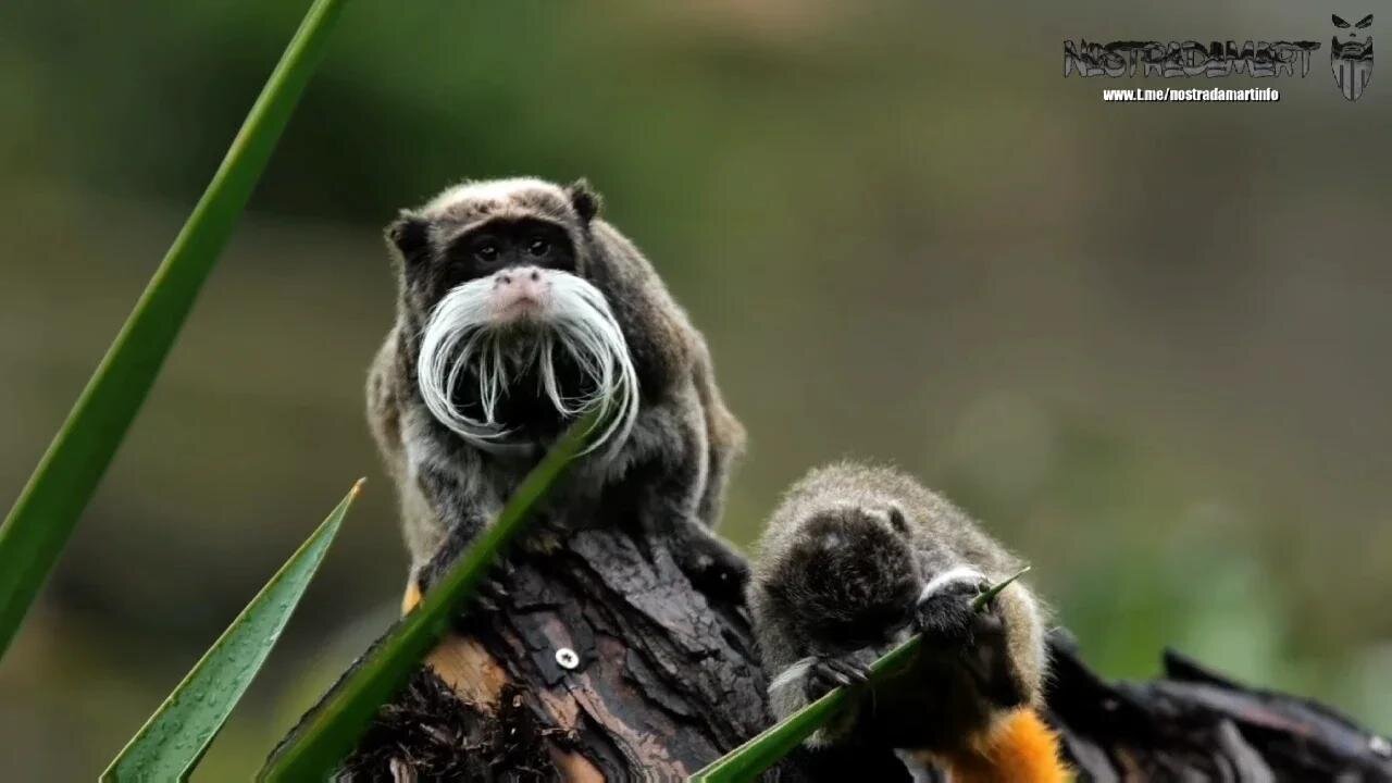 Intermède animalière