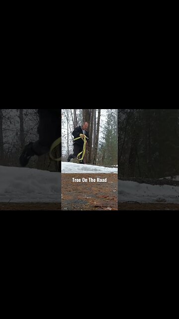 Pulling a tree off the road with a tow strap. #shorts