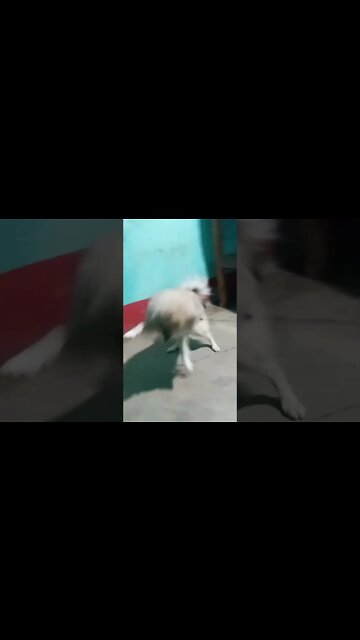 Try Not To Laugh Amazing ... funny cute baby dog ... funniest animals ... #shorts