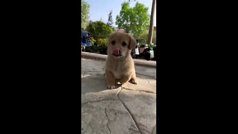 A_cute_puppy_a_beautiful_moments_💞💞🥰