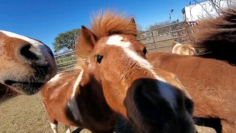 Feeding #PonySquad