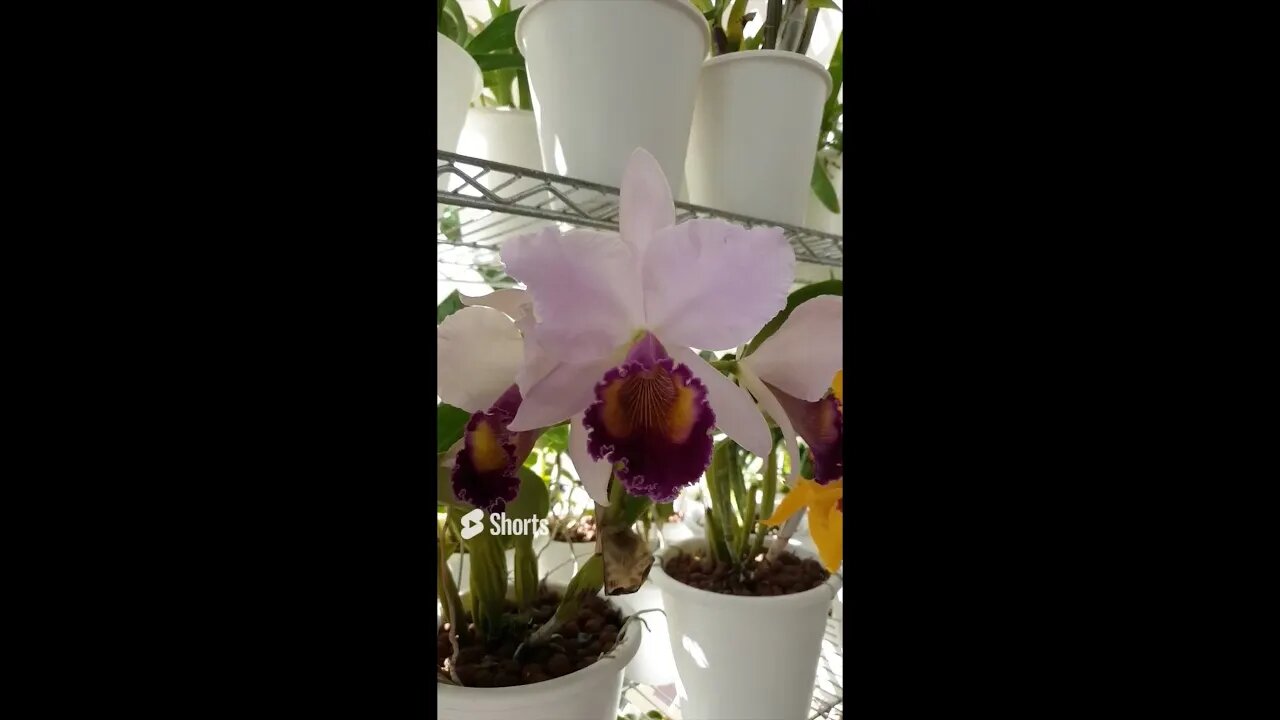 Teaser Trailer Blooming Alley Tour! #ninjaorchids #shorts