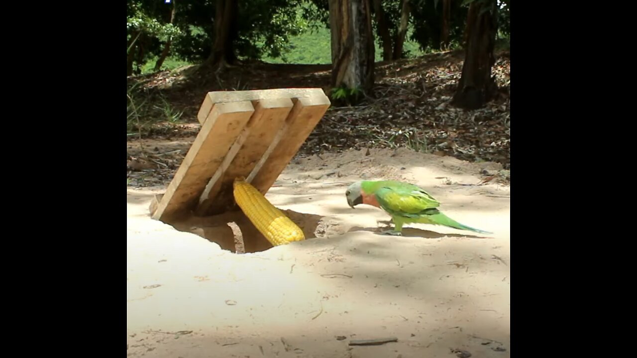 Simple Parrot Bird Trap - Make An Underground Parrot Trap Out Of Wood And Corn