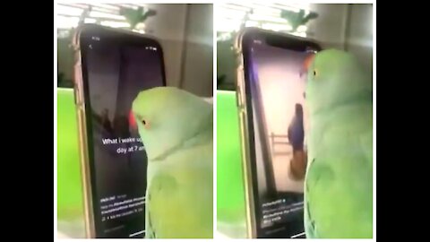 Cute Parrot Surfing The Internet