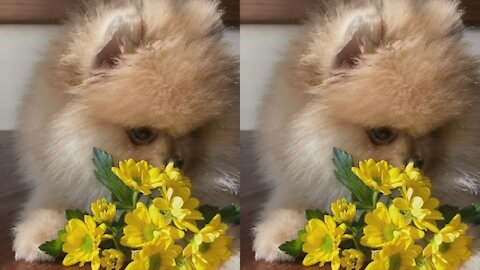 Beautiful and adorable puppy loves to play with flowers