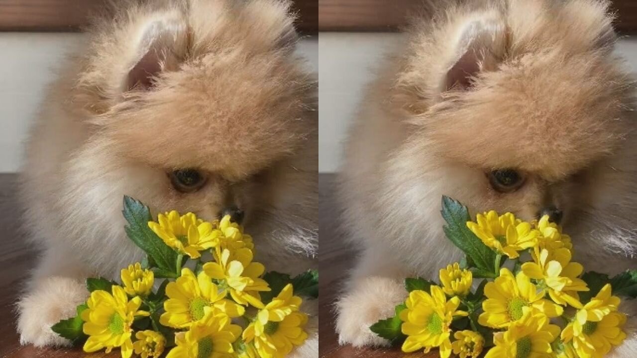 Beautiful and adorable puppy loves to play with flowers