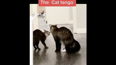 Mowgli and Arya doing tango