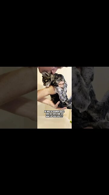 Giving Our Kitten His First BATH 🛁 | How To Wash Your Cat | 3 Easy Steps #shorts#cats#funny#bath