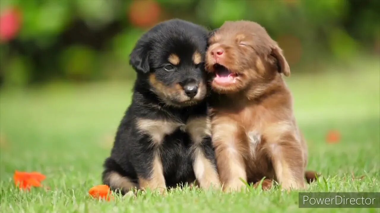 Ethiopian Funny funniest Animals Best of The 2021 Animal videos #1🐕🐕🐕