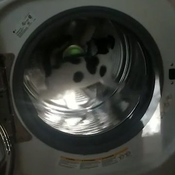 Funny Cat Uses Dryer As A Hamster Wheel