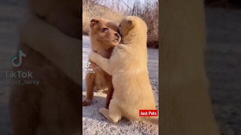 Have you seen anything more Cute? #shorts #viral #tiktok #funnyanimals