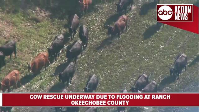 Cow rescue underway due to flooding at ranch in Okeechobee County