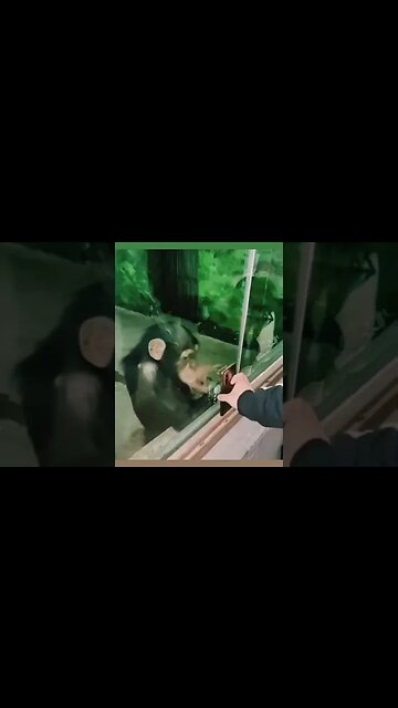 Monkey🐵Wants🤣The📲Smartphone👀🤣😎