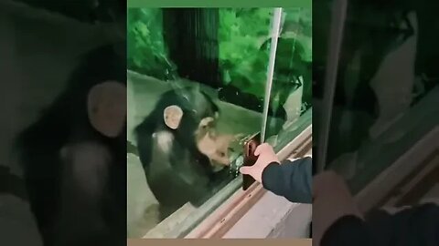 Monkey🐵Wants🤣The📲Smartphone👀🤣😎
