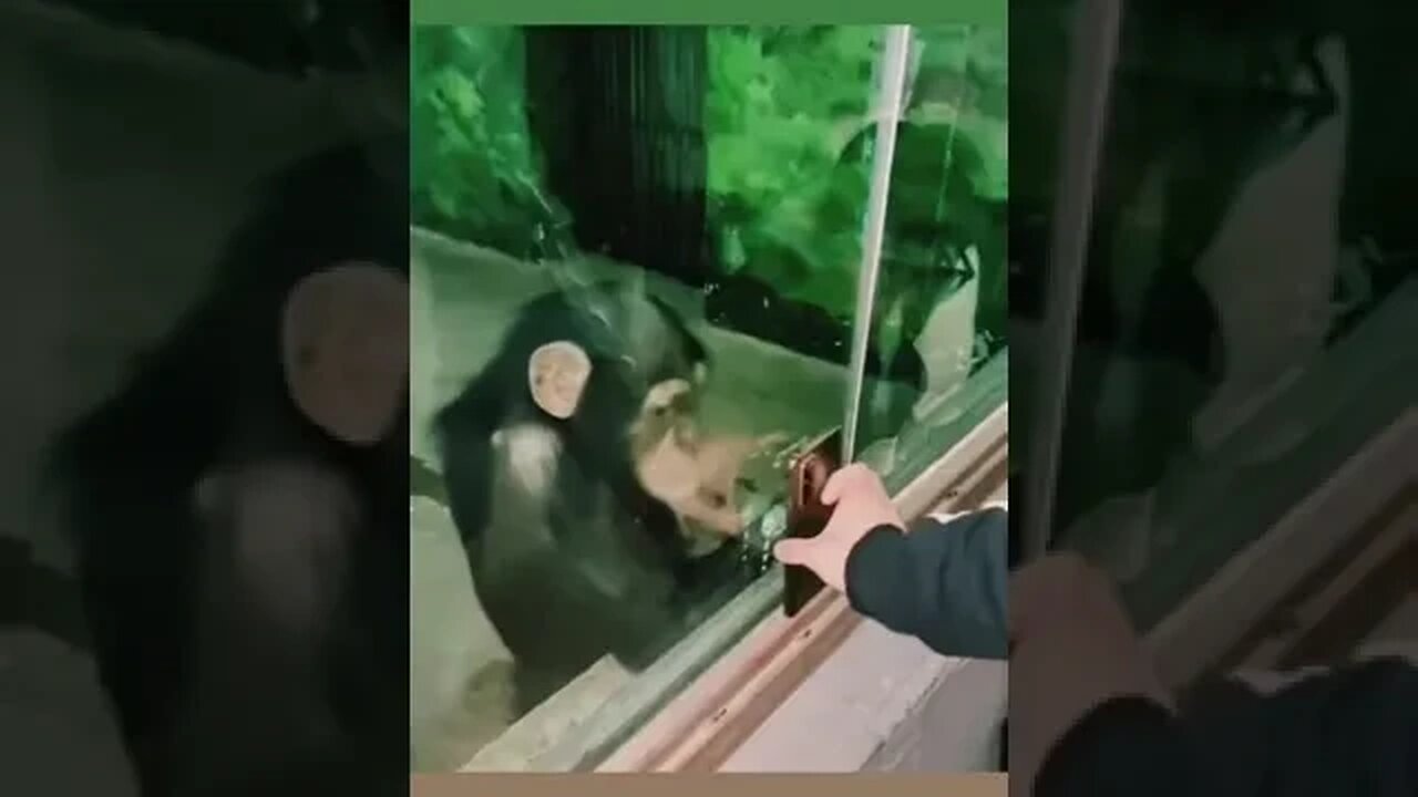 Monkey🐵Wants🤣The📲Smartphone👀🤣😎