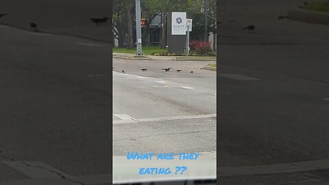 Birds eating something on the road