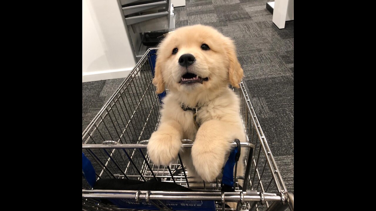 Living the best life✨😅#goldenretriever #doglife #dogsoftiktoks #cutedog