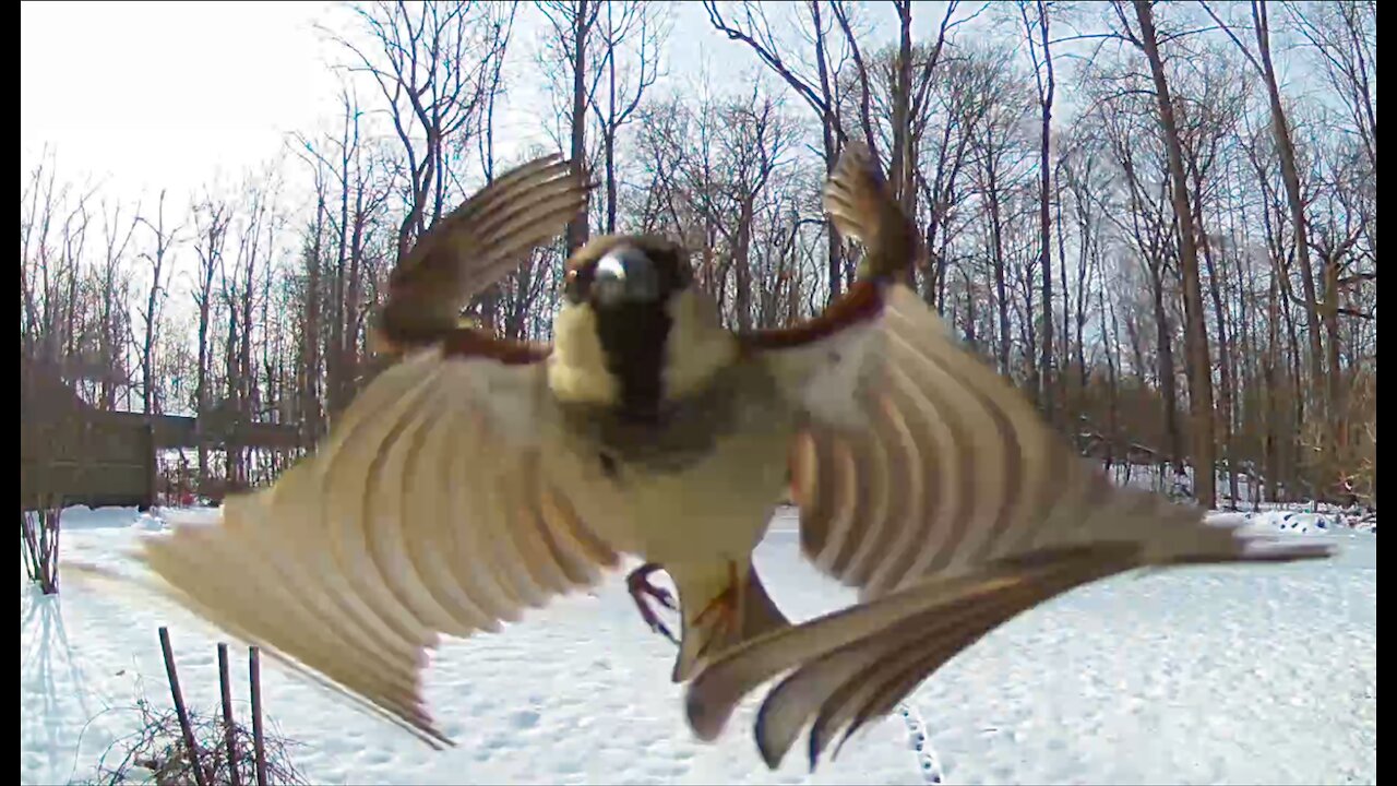 English Sparrow