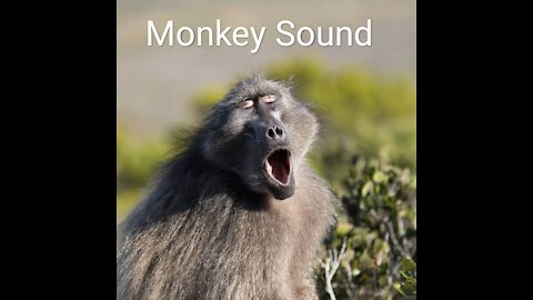 Monkey Sound