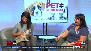 Pet of Week: 8-year-old Chihuahua Frida