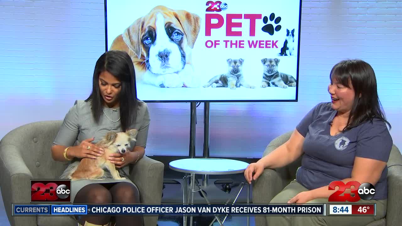 Pet of Week: 8-year-old Chihuahua Frida