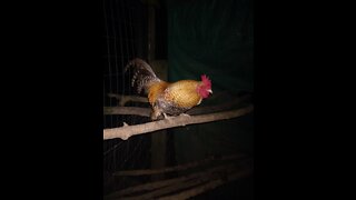 Little Mean Bantam Rooster Chasing His Human