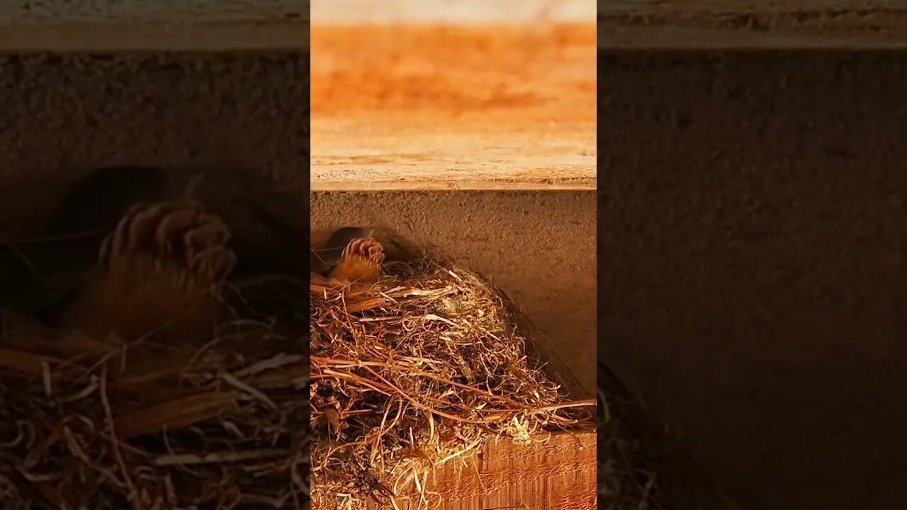 #Shorts #Birds #Peace #Love #Care