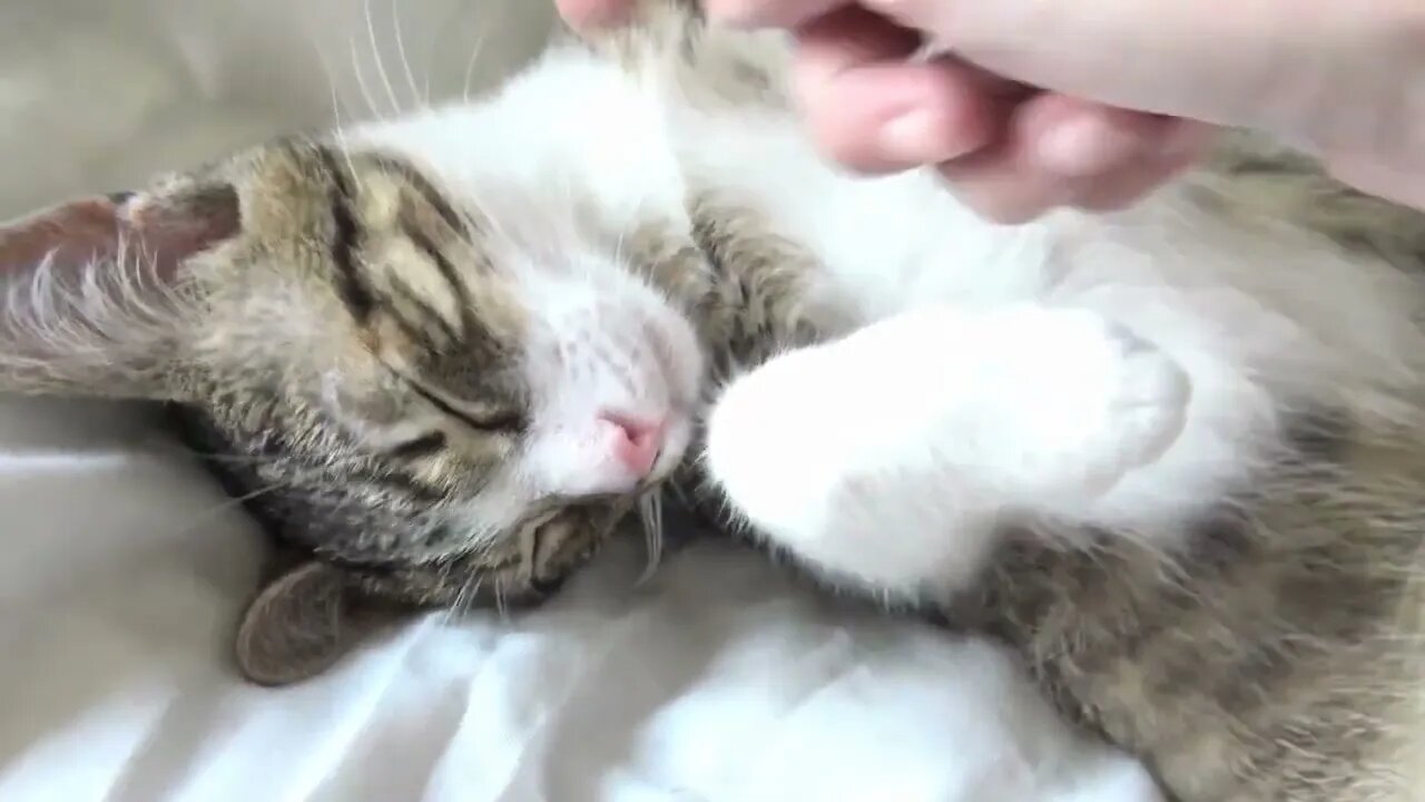 Cat Being Cute ASMR 1